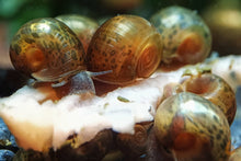 Lade das Bild in den Galerie-Viewer, Braune Posthornschnecke | PHS Braun / Leopard | Helisoma cf.anceps