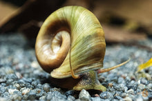 Lade das Bild in den Galerie-Viewer, Braune Posthornschnecke | PHS Braun / Leopard | Helisoma cf.anceps