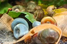 Lade das Bild in den Galerie-Viewer, Bunter Posthornschnecken Party-Mix | verschiedene Farben | Helisoma cf.anceps | 6 Stück