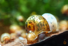 Lade das Bild in den Galerie-Viewer, Bunter Posthornschnecken Party-Mix | verschiedene Farben | Helisoma cf.anceps | 6 Stück