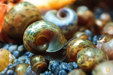 Lade das Bild in den Galerie-Viewer, Bunter Posthornschnecken Party-Mix | verschiedene Farben | Helisoma cf.anceps | 6 Stück