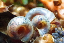 Lade das Bild in den Galerie-Viewer, Bunter Posthornschnecken Party-Mix | verschiedene Farben | Helisoma cf.anceps | 6 Stück