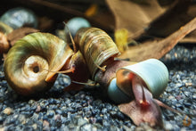 Lade das Bild in den Galerie-Viewer, Bunter Posthornschnecken Party-Mix | verschiedene Farben | Helisoma cf.anceps | 6 Stück