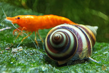 Lade das Bild in den Galerie-Viewer, Pianoschnecke / Piano Schnecke | Pinselalgenschnecke | Taia naticoides und eine Orange Sakura Garnele im Aquascape