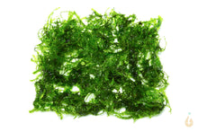 Lade das Bild in den Galerie-Viewer, Pilo Moos | Pilotrichaceae sp. "Pilo moss"