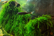 Lade das Bild in den Galerie-Viewer, Pilo Moos | Pilotrichaceae sp. "Pilo moss" mit einem Kangal Fisch