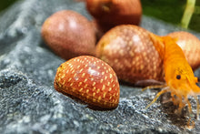 Lade das Bild in den Galerie-Viewer, Rosa / Pink Lady Schnecke | Clithon sowerbianum im Aquascape Aquarium