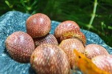 Lade das Bild in den Galerie-Viewer, Rosa / Pink Lady Schnecke | Clithon sowerbianum im Aquascaping Aquarium