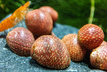 Lade das Bild in den Galerie-Viewer, Rosa / Pink Lady Schnecke | Clithon sowerbianum im Naturaquarium