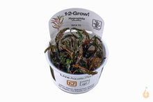 Lade das Bild in den Galerie-Viewer, Tropica - Fiederspaltiger Wasserfreund | Hygrophila pinnatifida | In Vitro Aquariumpflanze