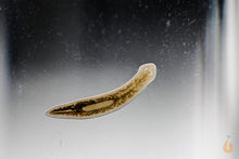 Lade das Bild in den Galerie-Viewer, Planarien / Strudelwurm im Aquarium
