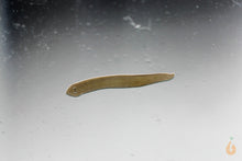 Lade das Bild in den Galerie-Viewer, Planarien / Strudelwurm im Aquarium