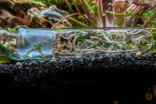 Lade das Bild in den Galerie-Viewer, Planarienfalle aus Glas mit 3 Eingängen | Falle für Planarien im Aquarium | Premium Qualität