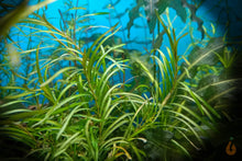 Lade das Bild in den Galerie-Viewer, Zierliches Laichskraut | Potamogeton Gayi - Rarität im Aquascape Aquarium