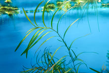 Lade das Bild in den Galerie-Viewer, Zierliches Laichskraut | Potamogeton Gayi - Rarität im Nano Aquarium