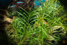 Lade das Bild in den Galerie-Viewer, Zierliches Laichskraut | Potamogeton Gayi - Rarität im Aquarium