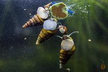 Lade das Bild in den Galerie-Viewer, Korea TDS Schnecke frisst Aqua Birne - Premium Pudding | Hauptfutter für Garnelen & Schnecken