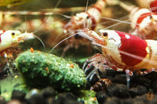 Lade das Bild in den Galerie-Viewer, PRL mini Garnele frisst Aqua Birne - Premium Pudding | Hauptfutter für Garnelen & Schnecken