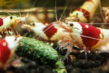 Lade das Bild in den Galerie-Viewer, Red Bee PRL Garnelen fressen Aqua Birne - Premium Pudding