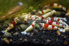 Lade das Bild in den Galerie-Viewer, Red Bee PRL mini Bienengarnelen | Caridina logemanni - Pure Red Line Bee