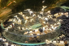 Lade das Bild in den Galerie-Viewer, Futterschüssel / Futterschale aus Glas | Black Bee Assa Garnelen fressen Aqua Birnes Premium Pudding