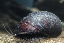 Lade das Bild in den Galerie-Viewer, Anthrazit Napfschnecke - Stahlhelmschnecke | Neritina pulligera - TOP Algenfresser! im Aquarium
