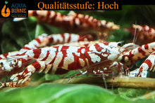 Lade das Bild in den Galerie-Viewer, Red Fancy Tiger Garnele | Lightning Stamm | Caridina sp.