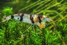 Lade das Bild in den Galerie-Viewer, Raccoon Tigergarnele - Waschbär Garnele | Caridina sp. Raccoon Tiger