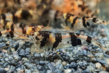 Lade das Bild in den Galerie-Viewer, Raccoon Tigergarnele - Waschbär Garnele | Caridina sp. Raccoon Tiger