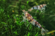 Lade das Bild in den Galerie-Viewer, Raccoon Tigergarnele - Waschbär Garnele | Caridina sp. Raccoon Tiger