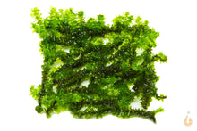 Lade das Bild in den Galerie-Viewer, Rare Moos | Distichophyllum sp. "Rare-Moss" - Rarität