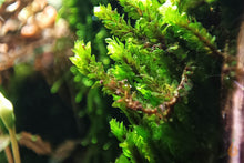 Lade das Bild in den Galerie-Viewer, Rare Moos | Distichophyllum sp. "Rare-Moss" - Rarität
