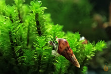 Lade das Bild in den Galerie-Viewer, Rare Moos | Distichophyllum sp. "Rare-Moss" - Rarität mit einer Mokka TDS