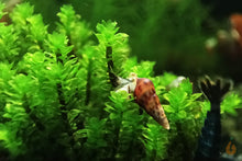 Lade das Bild in den Galerie-Viewer, Rare Moos | Distichophyllum sp. "Rare-Moss" - Rarität mit einer Mokka Turmdeckelschnecke