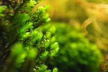 Lade das Bild in den Galerie-Viewer, Rare Moos | Distichophyllum sp. "Rare-Moss" - Rarität