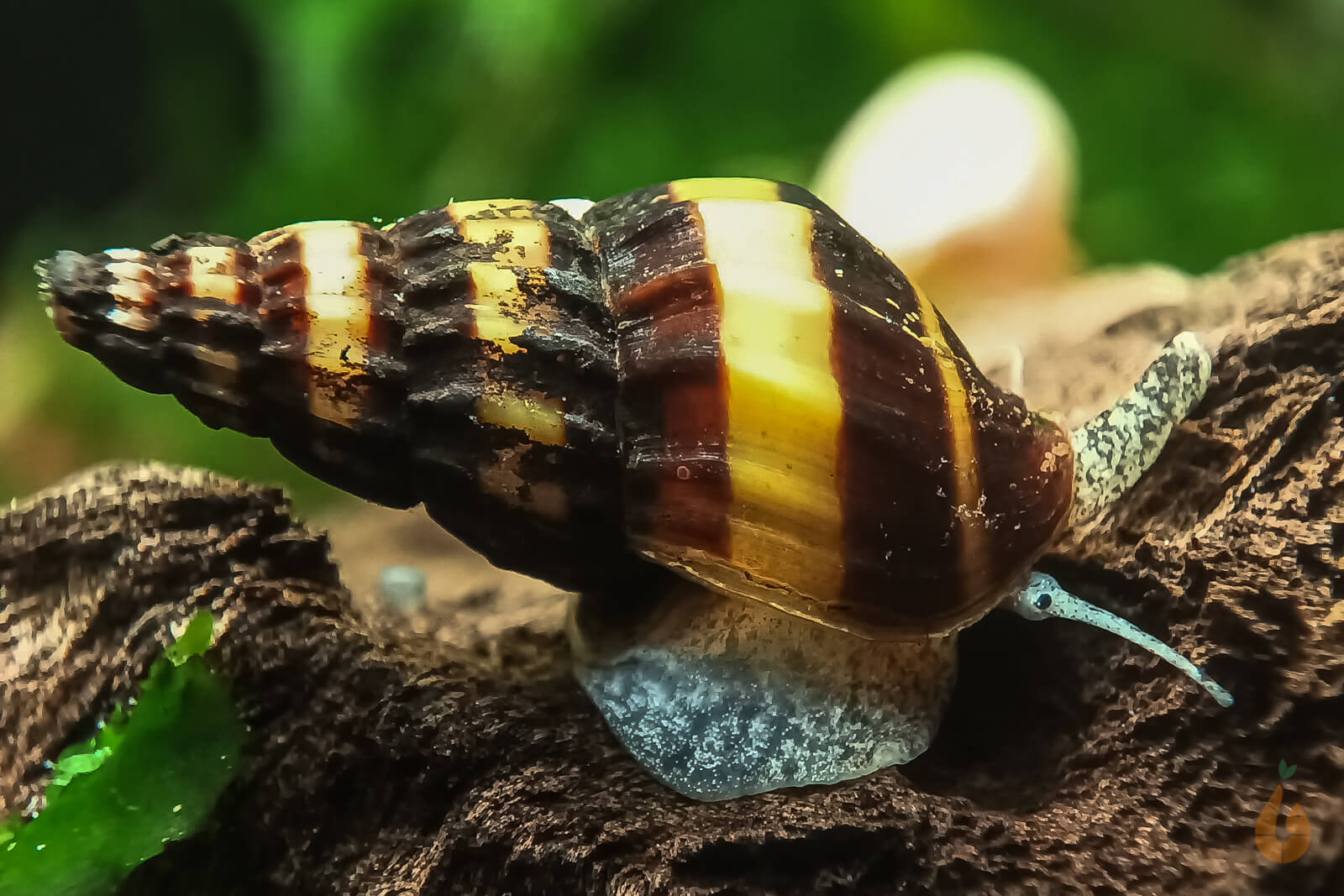 Raubschnecke | Frisst andere Schnecken