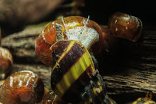 Lade das Bild in den Galerie-Viewer, Raubschnecke | Frisst andere Schnecken | Clea Helena / Anentome Helena auf der Jagt