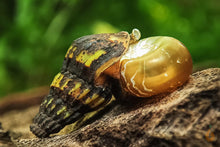 Lade das Bild in den Galerie-Viewer, Raubschnecke | Frisst andere Schnecken | Clea Helena / Anentome Helena frisst eine Posthornschnecke
