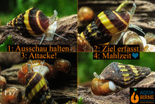 Lade das Bild in den Galerie-Viewer, Raubschnecke | Frisst andere Schnecken | Clea Helena / Anentome Helena frisst eine PHS Schnecke im Aquarium