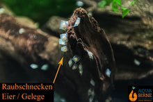 Lade das Bild in den Galerie-Viewer, Raubschnecke | Frisst andere Schnecken | Clea Helena / Anentome Helena Eier / Gelege im Aquarium - Zucht