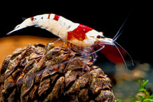 Lade das Bild in den Galerie-Viewer, Red Bee Bienengarnele | Grade A-SS | Caridina logemanni - Red Bee auf einem Erlenzapfen