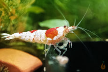 Lade das Bild in den Galerie-Viewer, Red Bee Bienengarnelen | Grade A-SS | Caridina logemanni - Red Bee im Nano Aquarium