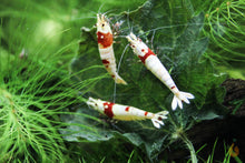 Lade das Bild in den Galerie-Viewer, Red Bee PRL Bienengarnelen | Caridina logemanni - Pure Red Line Bee