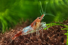 Lade das Bild in den Galerie-Viewer, Rote Rili Sakura Garnele | Neocaridina davidi "Red Rili"