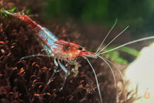 Lade das Bild in den Galerie-Viewer, Rote Rili Sakura Garnele | Neocaridina davidi "Red Rili"