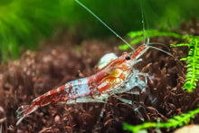 Lade das Bild in den Galerie-Viewer, Rote Rili Sakura Garnele | Neocaridina davidi "Red Rili"