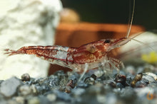 Lade das Bild in den Galerie-Viewer, Rote Rili Sakura Garnele | Neocaridina davidi "Red Rili"