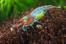 Lade das Bild in den Galerie-Viewer, Rote Rili Sakura Garnele | Neocaridina davidi "Red Rili"