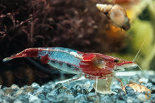 Lade das Bild in den Galerie-Viewer, Rote Rili Sakura Garnele | Neocaridina davidi "Red Rili"