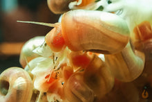 Lade das Bild in den Galerie-Viewer, Rosa / Pinke Posthornschnecken | PHS Pink | Helisoma cf.anceps